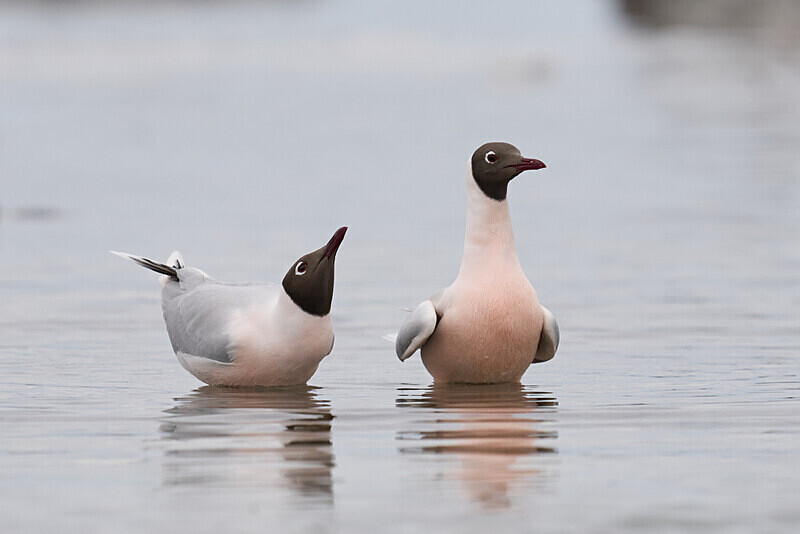 Brown-Hooded Gull - Falkland Islands Oct 22