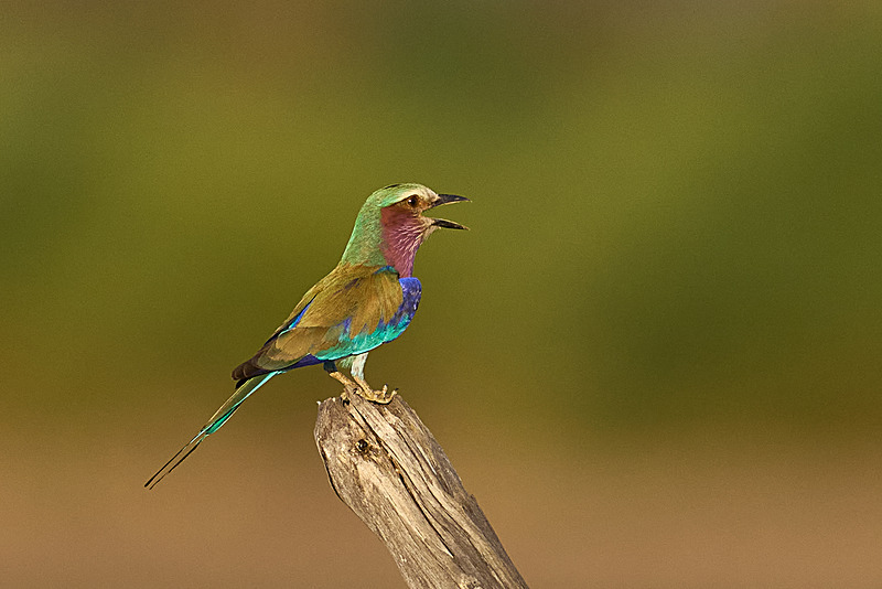  - South Luangwa National Park - November 2024