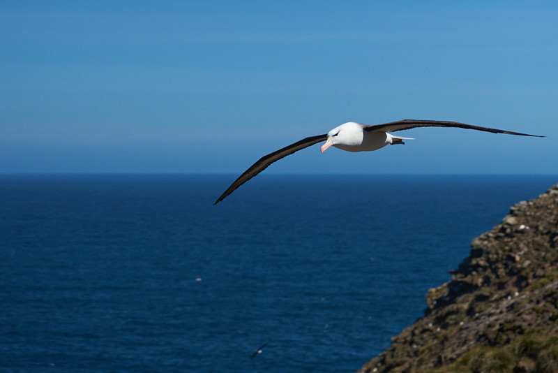 Black-browed Albatross - West Point Island