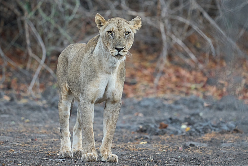  - South Luangwa National Park - November 2025
