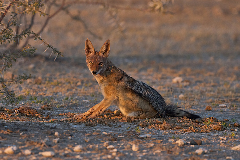  - Etosha National Park - September 2024