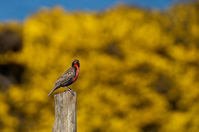 Long Tailed Meadowlark - Falkland Islands Oct 22