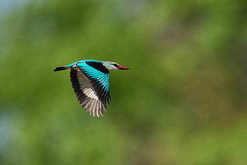  - South Luangwa National Park - November 2024