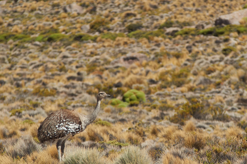 Rhea on the Altiplano - Altiplano of North-East Chile