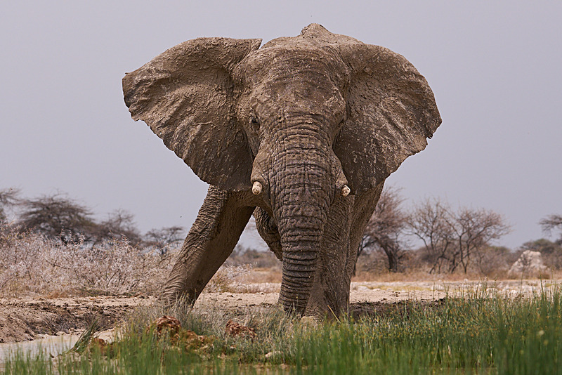  - Etosha National Park - September 2025
