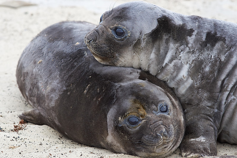 Elephant Seal Pups - Sea Lion Island
