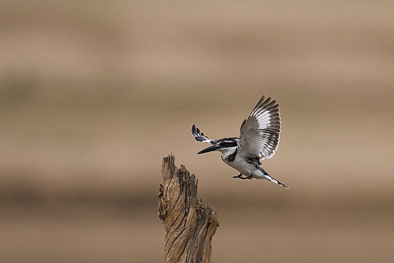  - South Luangwa National Park - November 2025
