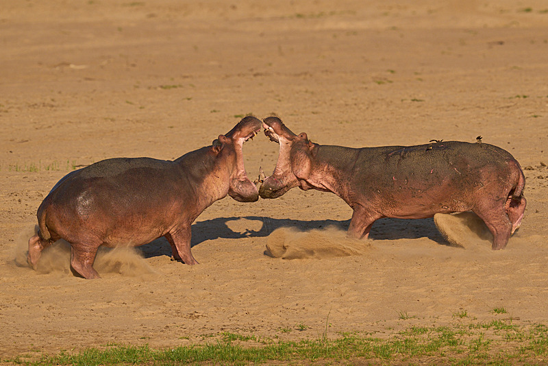  - South Luangwa National Park - November 2024