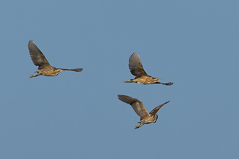  - Wildlife of the Somerset Levels