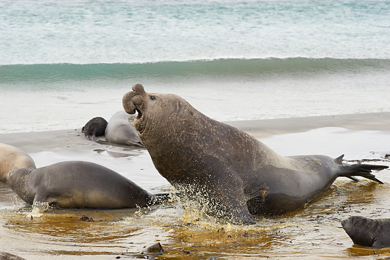Male Elephant Seal - Sea Lion Island