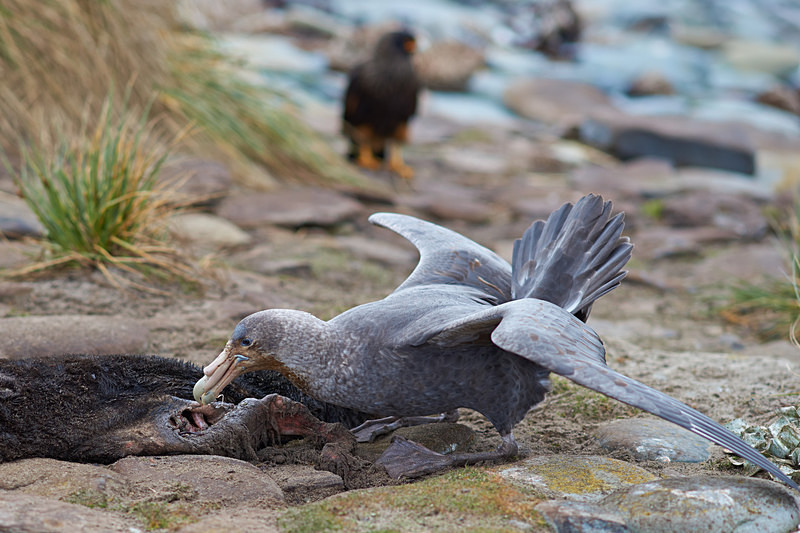 Northern Great Petrel - Sea Lion Island