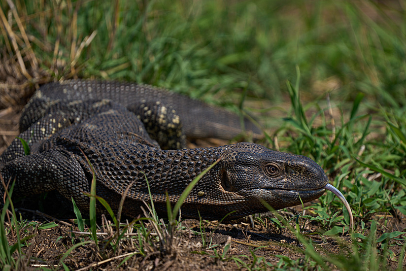 Land Monitor Lizard - South Luangwa National Park - Nov 2023