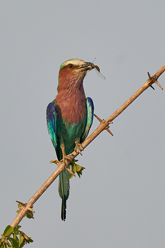 Lilac-breasted Roller with catch - South Luangwa National Park - Nov 2023