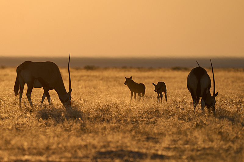  - Etosha National Park - September 2024