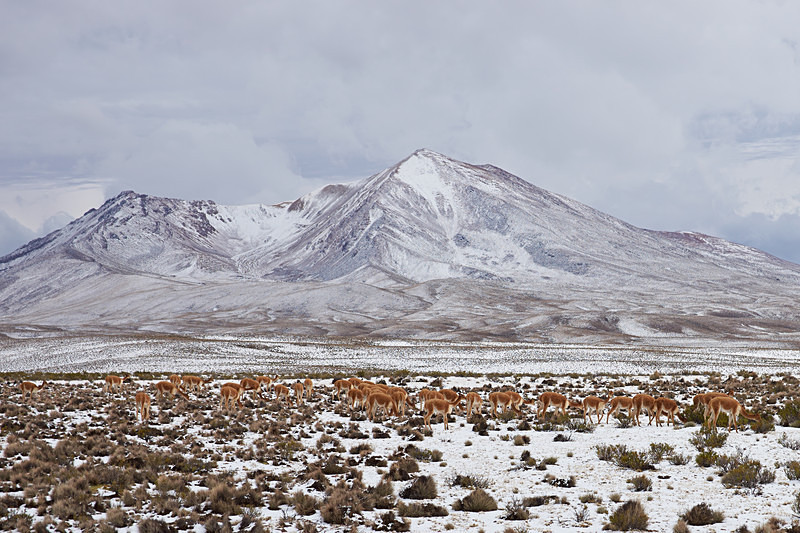 Herd of Vicuna - Wildlife of Chile