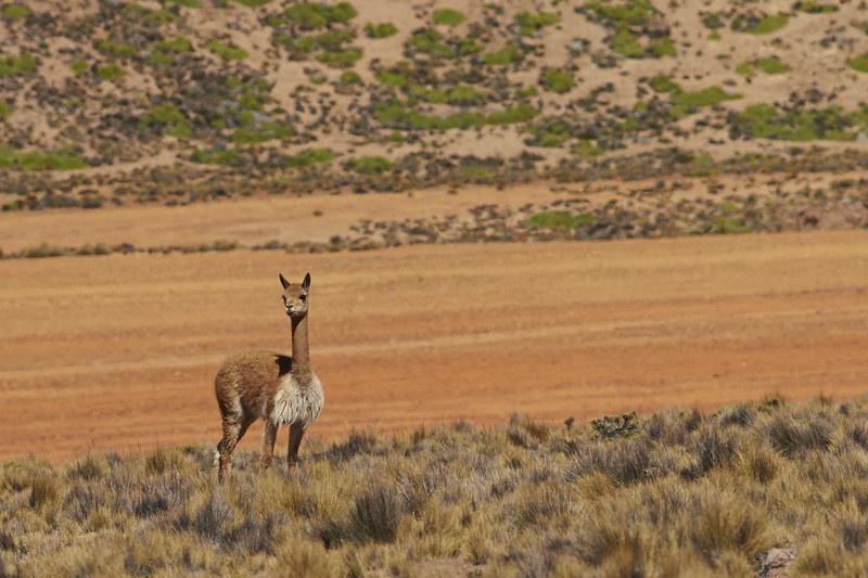 Vicuna on the Altiplano - Altiplano of North-East Chile