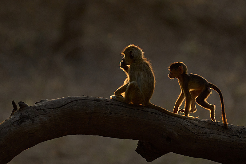  - South Luangwa National Park - May 2025