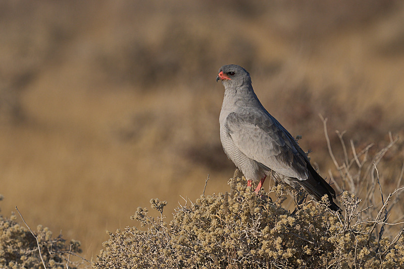  - Etosha National Park - September 2024
