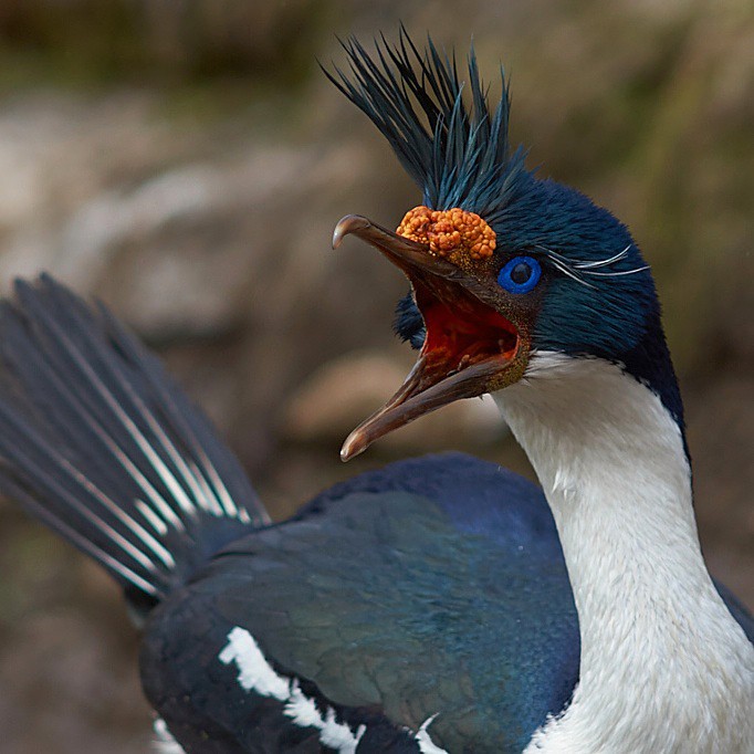 Imperial Cormorant - Saunders Island
