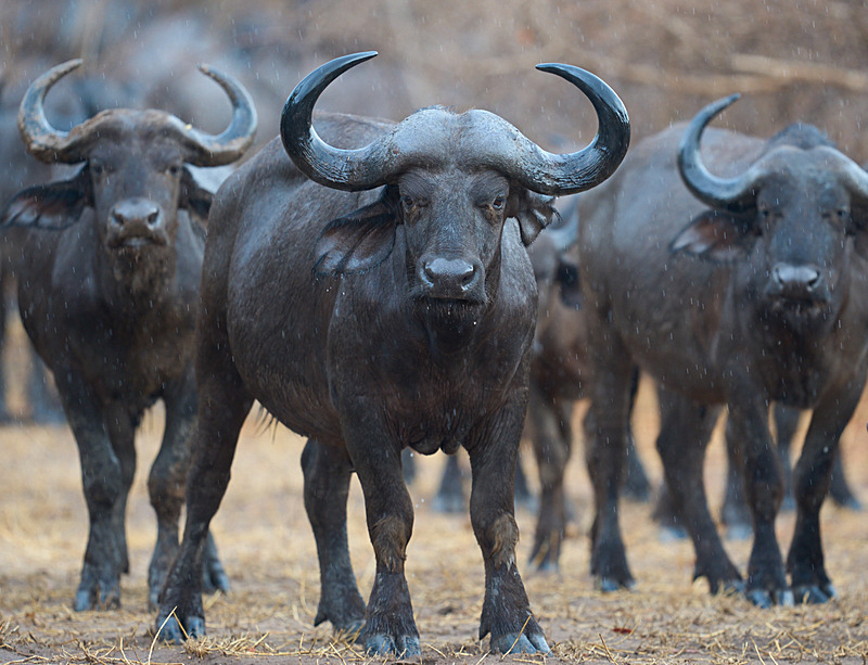  - South Luangwa National Park - November 2025