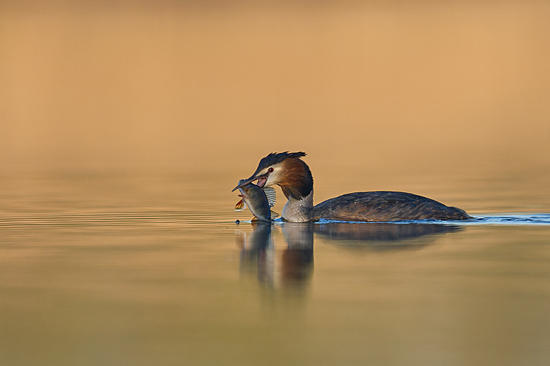  - Wildlife of the Somerset Levels