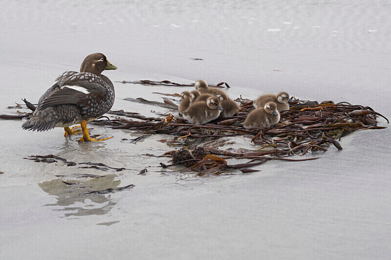 Shelter is a patch of kelp - Falkland Steamer Ducklings - Sea Lion Island