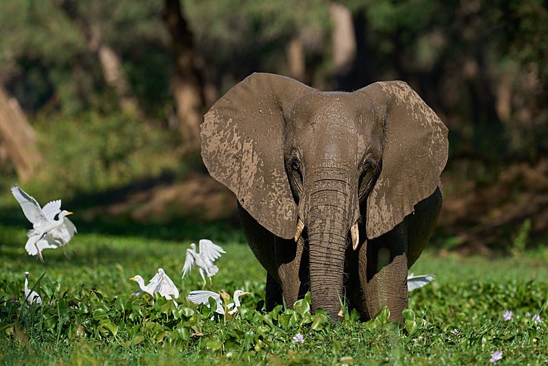  - Lower Zambezi National Park - May 2026