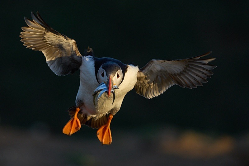Atlantic Puffin - Puffins of Skomer