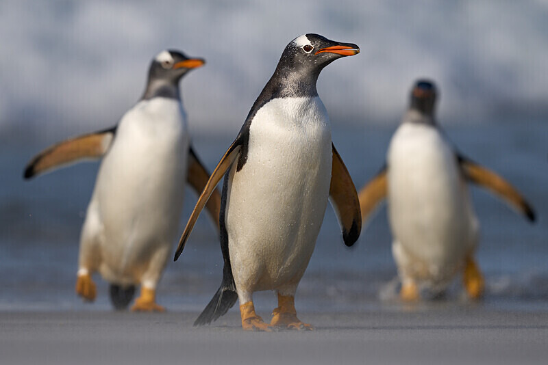 Gentoo Penguin - Falkland Islands Oct 22