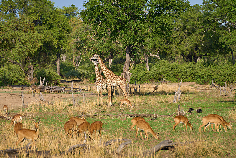 Wildlife in a forest clearing - South Luangwa National Park - Nov 2023