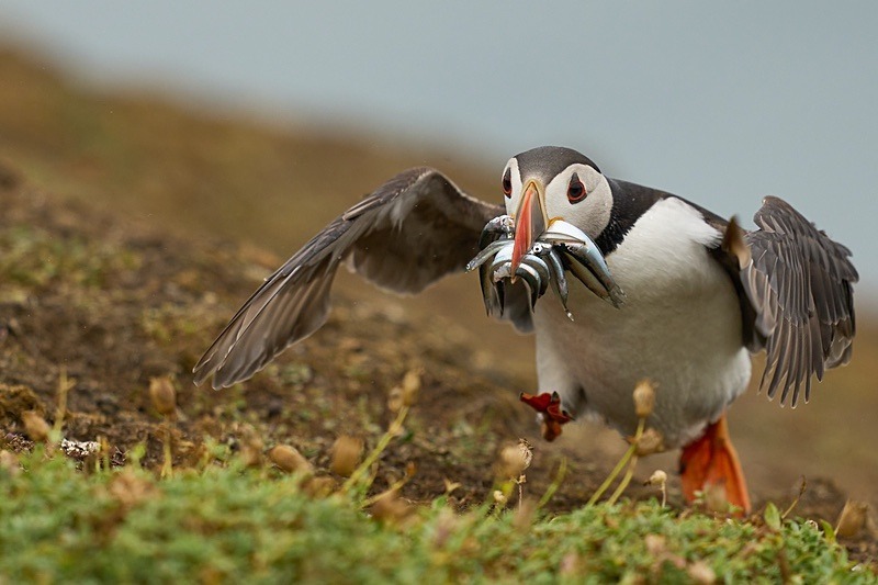 Atlantic Puffin - Puffins of Skomer