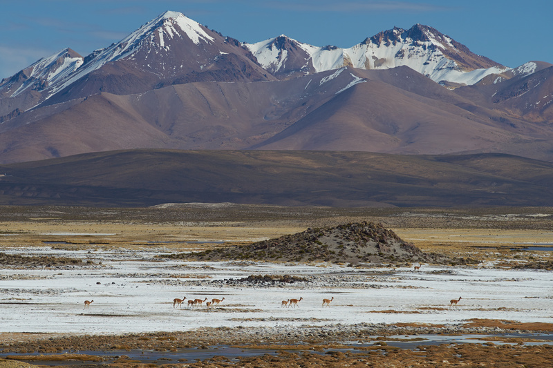 Vinunas Crossing a Salt Pan - Altiplano of North-East Chile