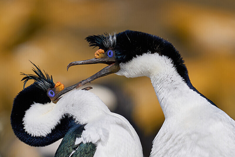 Imperial Shag - Falkland Islands Oct 22
