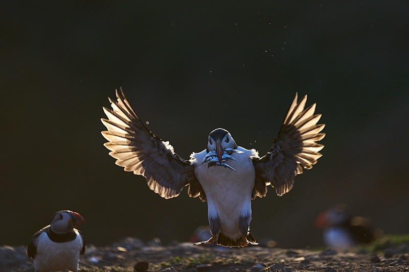 Atlantic Puffin - Puffins of Skomer