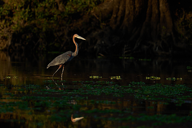  - South Luangwa National Park - May 2025