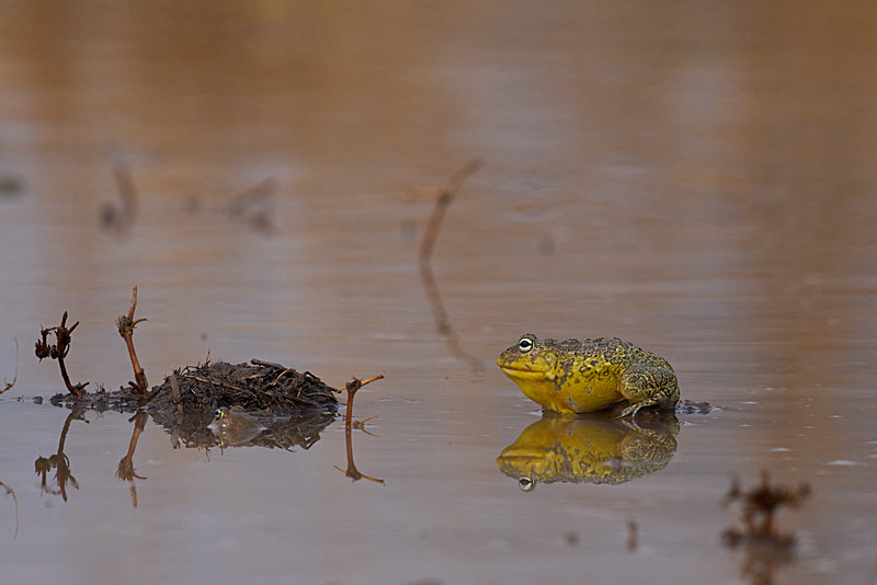  - South Luangwa National Park - November 2025