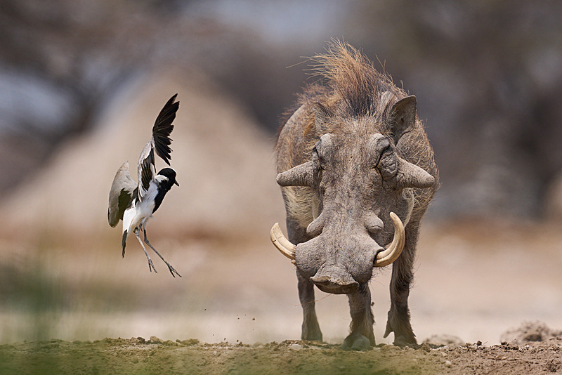  - Etosha National Park - September 2025