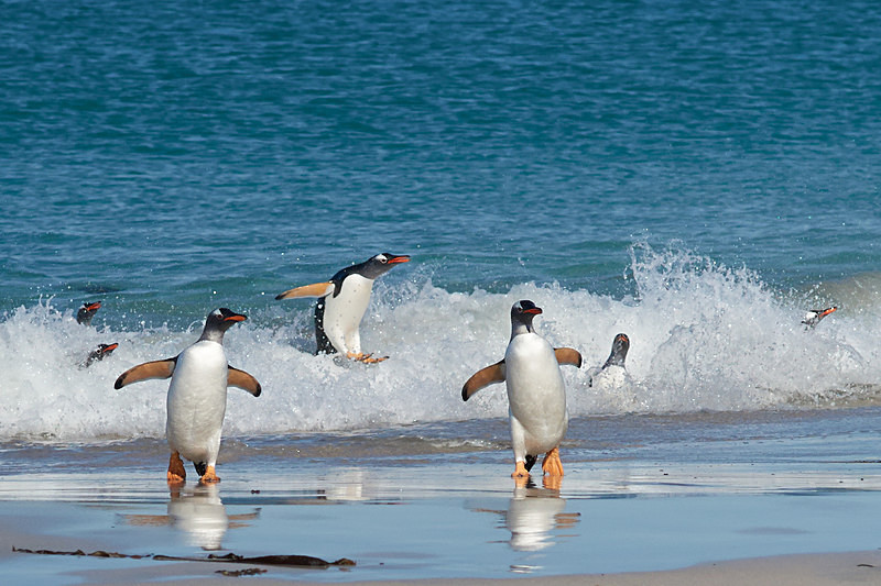 Surfing Penguin - Bleaker Island