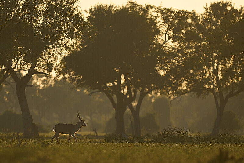 Waterbuck at dawn - South Luangwa National Park - April 2024