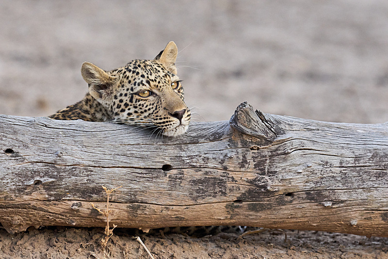  - South Luangwa National Park - November 2025