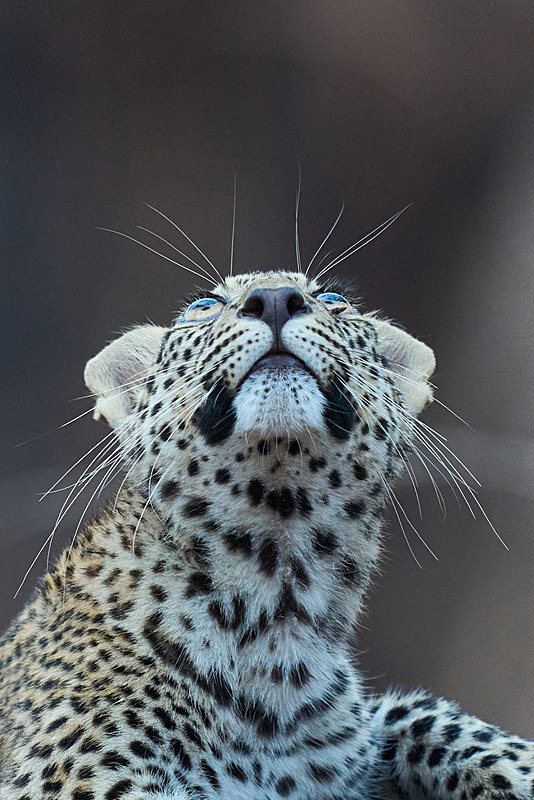  - South Luangwa National Park - November 2025