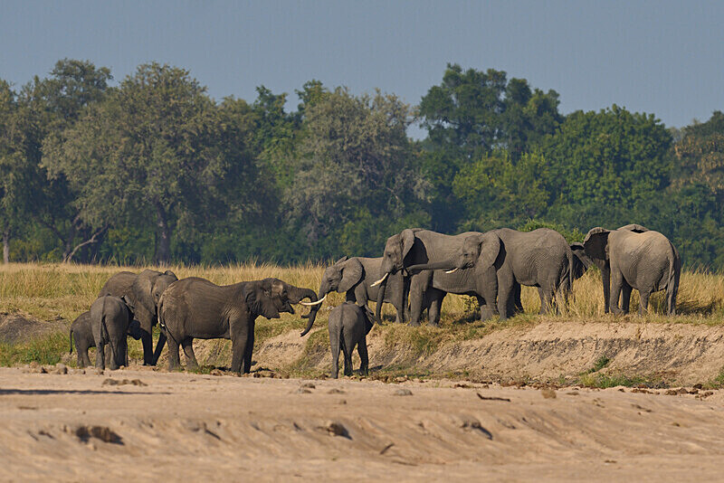 Elephants drinking in sand river - South Luangwa National Park - April 2024