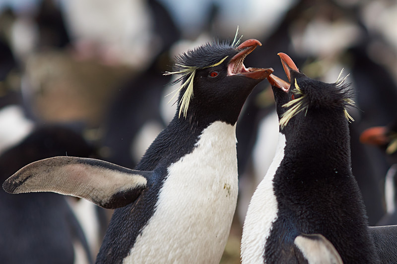 Rockhopper Penguins Courting - Bleaker Island