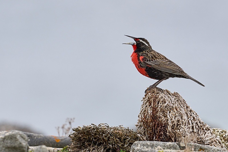 Long Tailed Meadowlark - Falkland Islands - Oct 23