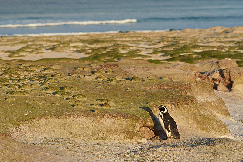 Magellanic Penguin - Volunteer Point