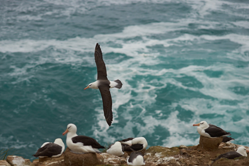Black-browed Albatross - Saunders Island