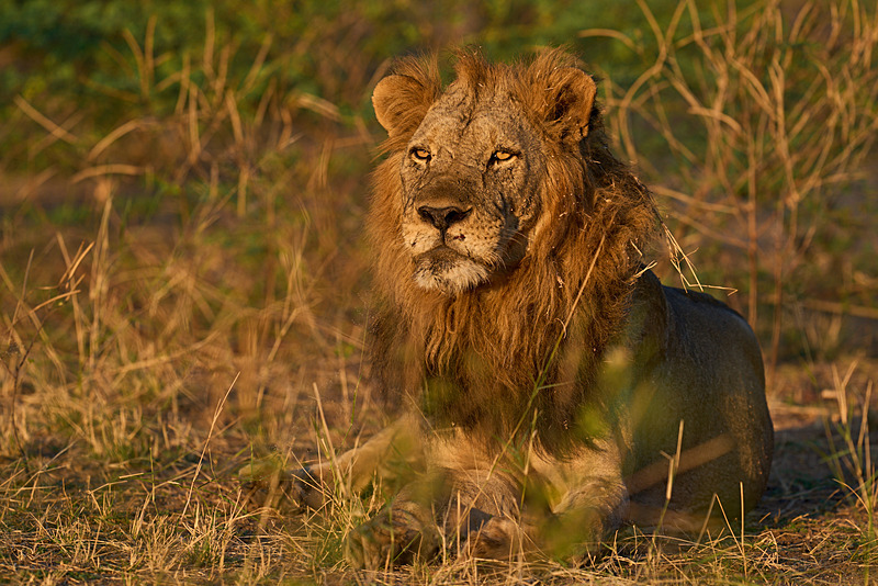  - Lower Zambezi National Park - May 2026