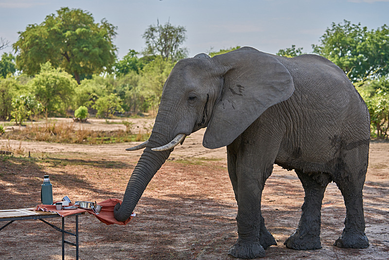 Elephant has a way to go to perfect the tablecloth trick - South Luangwa National Park - Nov 2023