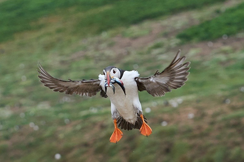 Atlantic Puffin - Puffins of Skomer