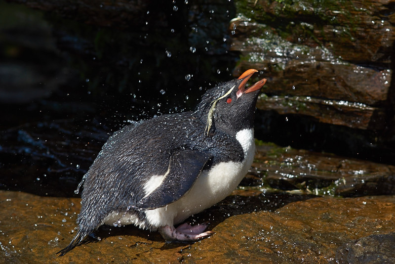 Rockhopper Penguin Shower - Saunders Island